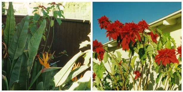 Grandma's Flowers