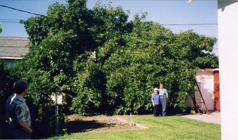 Grandma's Avocado tree