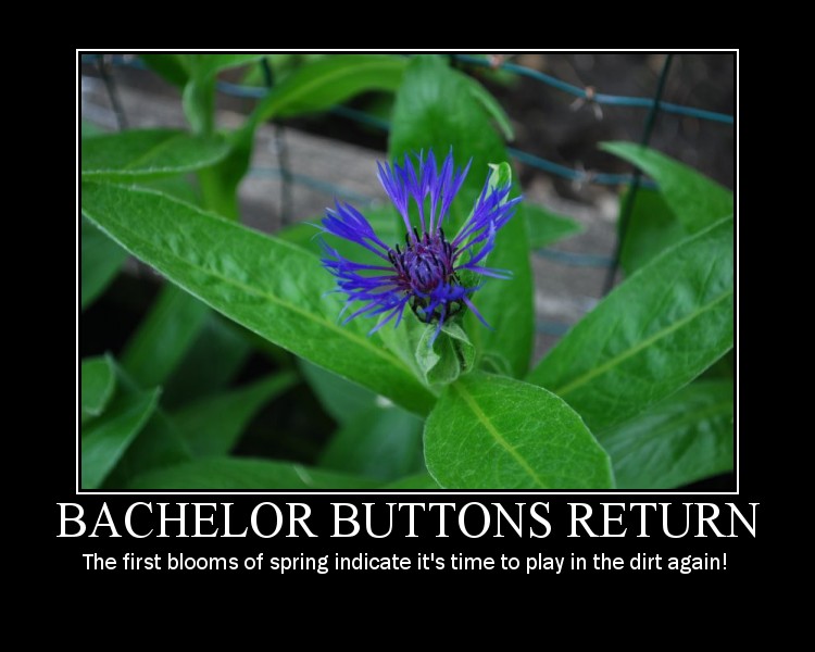 Bachelor Buttons