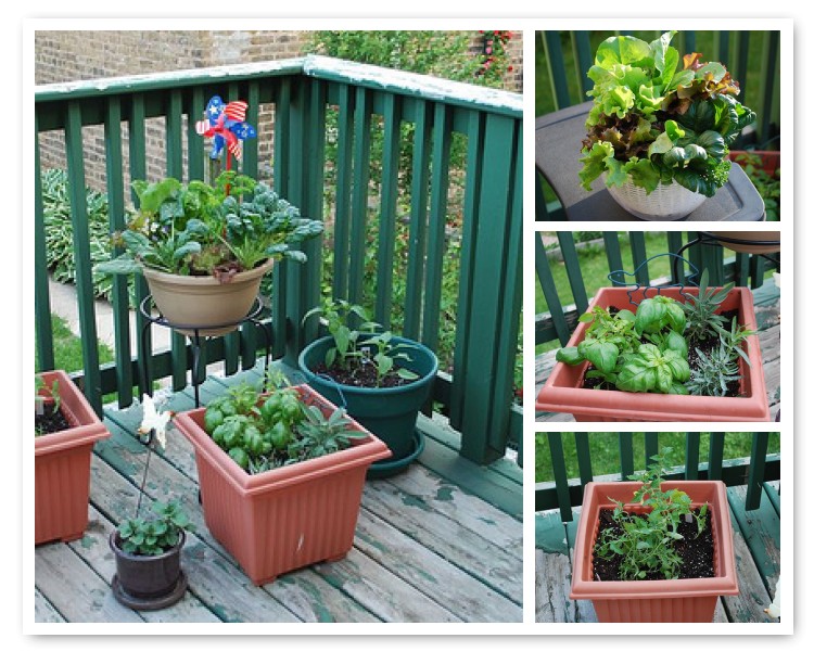 My Deck Veggie Garden