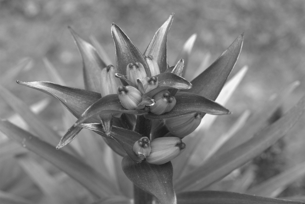 Lily Bud Detail