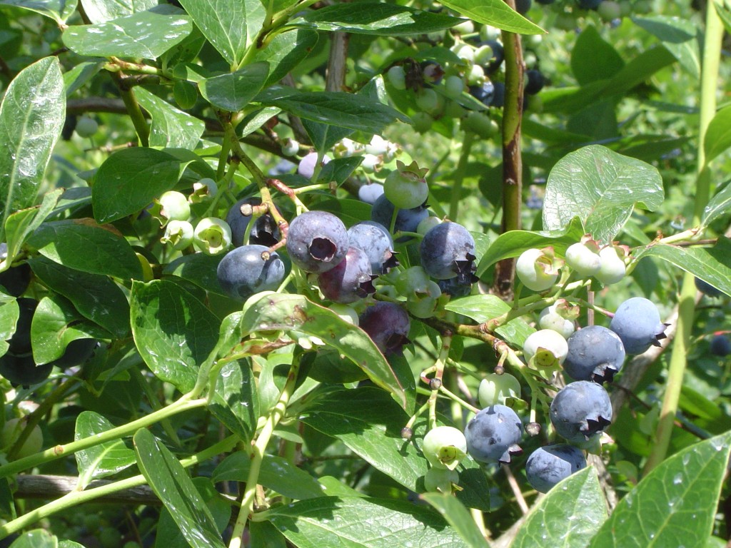 That time I rented a blueberry bush