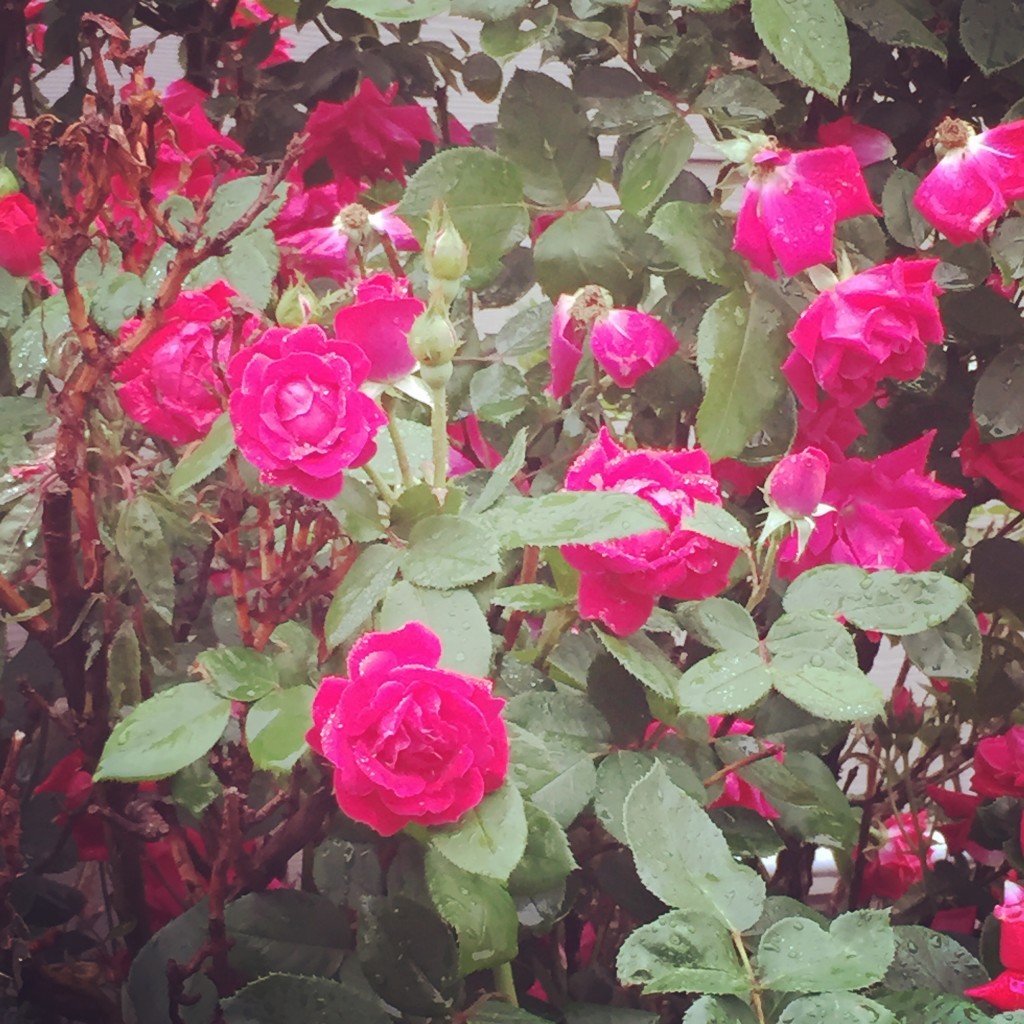 Rain-kissed rosebuds in the drive-thru for my morning iced coffee