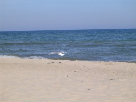 Beach Morning